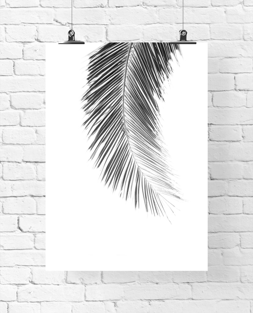 palm_leaf_bw_frame3_1024x1024.jpg?v=1527486679